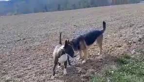 Kohteella association alerte à malibull on 6 119 jäsentä. Alerte A Malibull Home Facebook