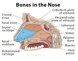 Gross anatomy the nasal cavity is formed by 1: 16 Nose Facts For Kids Students And Teachers