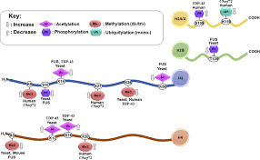 Histone ptms store and convey complex signals about the state of the genome. Epigenetics In Amyotrophic Lateral Sclerosis A Role For Histone Post Translational Modifications In Neurodegenerative Disease Translational Research