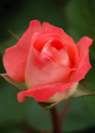 #flower picture #flower #cool #cool pic #the best flower picture i've taken #black #white #black and white #purple #green #nature #outside #outdoor #outdoors #professional #professional picture. The 35 Best Flower Photos Mostbeautifulthings Beautiful Rose Flowers Images Beautiful Rose Flowers Amazing Flowers