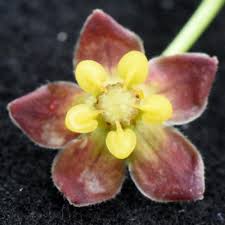 Image result for Pentarrhinum insipidum