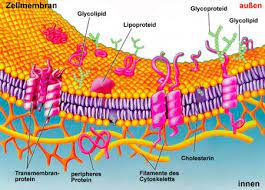 cytoplasma biologie unterrichten unterrichten biologie