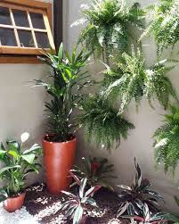 Alimentación, cuidados, vacunas, desparasitación, datos de interés. Plantas Para Jardim Especies E Fotos Para Planejar Um Espaco Verde Plantas Jardim Plantas Fronteiras Do Jardim