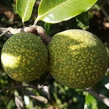 Image result for Landolphia ligustrifolia