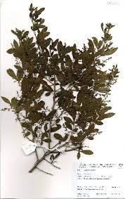 Image result for Searsia gueinzii