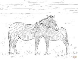 You are viewing some sketch of zebra without stripes sketch templates click on a template to sketch over it and color it in and share with your family and friends. Zebra Coloring For Kids Drawing With Crayons