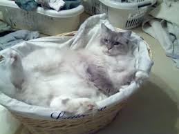 Ragdolls are more of an indoor type of cat, while maine coons can be kept both indoors and outdoors. Looking For A Ragdoll Cat Price Here S A Quick Guide To Help
