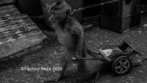 The show can be found in various parts of jakarta city, the capital of indonesia and its islands of bali and lombok. Topeng Monyet Traditional Art Street Attraction Hive