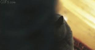 Pin On Hairy Babies