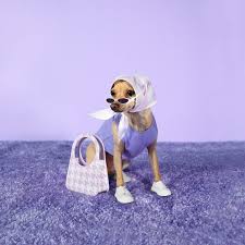 The great collection of dog hd wallpapers 1920x1080 for desktop, laptop and mobiles. Stylish Instagram Dog Launches Line Of Handbags And Scarves People Com