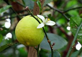 Image result for Citrus × aurantiifolia