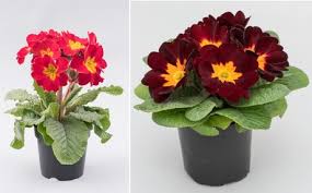 Use these filters to refine results. Primulas With Stems Are Fashionable And Quantities Are On The Rise