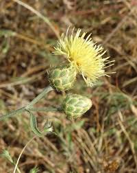 Image result for Centaurea praecox