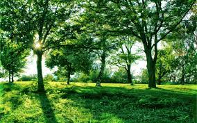 To view the full png size resolution click on any of the below image thumbnail. Tordenvejr At Tilpasse Sig Saucer Background Tree Nature Forfaerde Afslag Materialisme