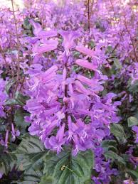 Image result for Plectranthus guruensis