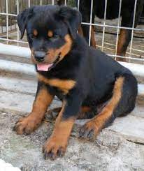 The resulting giant rottweilers are almost always quite healthy and retain the rottweiler's characteristics, such as their hunting instincts and guarding instincts. German Rottweiler Puppies For Sale In Jackson Mississippi Classified Americanlisted Com