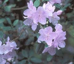 Image result for Oreophyton