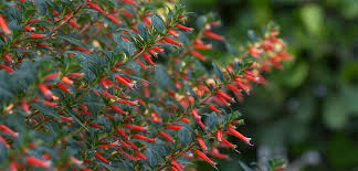 Image result for Cuphea