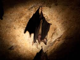 Bats hanging from the ceiling. Bat In The Spotlight By Bpeters Jungledragon