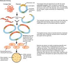 In this biology playlist, we've learned so much about dna and living organisms! Tools Of Genetic Engineering Boundless Microbiology