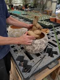 Image result for Ficus welwitschii