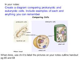 Therefore, detailed neuronal morphology is required to understand normal neuronal function and pathological mechanisms, such as those that occur in autism. Chapter 4 Cell Structure And Function Ppt Download