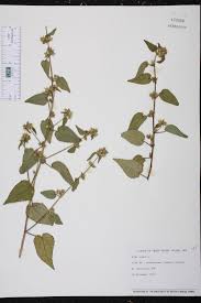 Image result for Sida urens