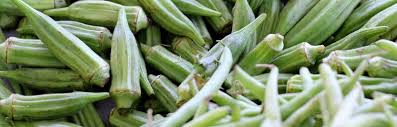 How to save and store okra seeds from the home garden. How To Grow Maintain And Harvest The Okra Plant Insteading