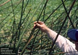 Image result for Schoenoplectiella juncea