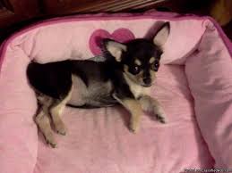 Black and tan chihuahua puppy. Female Chihuahua Puppy For Sale In Glade Spring Virginia Classified Americanlisted Com