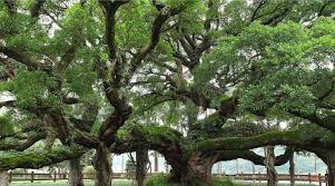 Click to see full answer. Genus Ficus Ficus L Classification Description And Uses Kalliergeia
