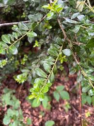 Image result for Fuirena obcordata
