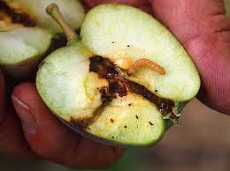 Make organic fruit tree spray. Organic Codling Moth Control Using Homemade Traps And Natural Sprays