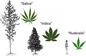 Image result for Cannabis sativa