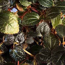 Image result for Pilea angolensis