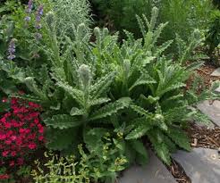 Image result for Berkheya speciosa