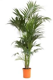 Kentia Howea Forsteriana Palmier D Interieur Plante Plante Verte Palmier Interieur
