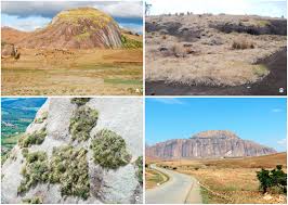 Image result for Coleochloa