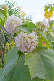 Image result for Dombeya