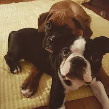 If you are unable to find your boxer puppy in our puppy for sale or dog for sale sections, please consider looking thru thousands of boxer dogs for adoption. Boxer Puppies For Sale Home Facebook