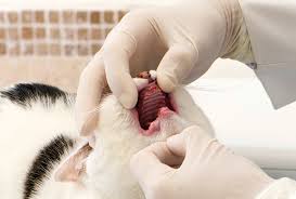 External Tooth Resorption In Cats Todays Veterinary Practice