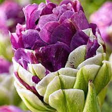 tyulpan mahrovij exquisit bulbes de printemps bulbes bulbe de tulipe