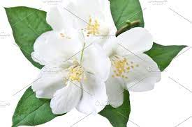 Asmine Flower With Leaves Jasmine Flower Plant Leaves Leaves