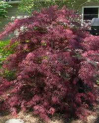 The tamukayama japanese maple develops into a low rounded tree, reaching 7 and eventually 10 feet in height. Tamukeyama Japanese Maple 2 Gallon Tree Japanese Maple Weeping Gardener Direct