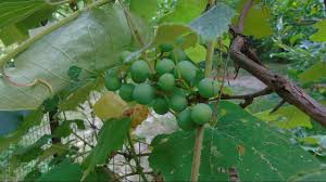 Maybe you would like to learn more about one of these? Edible Plants Ep 1 Poison Ivy Wild Grape And Virginia Creeper Differences Youtube