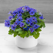 Image result for Pericallis