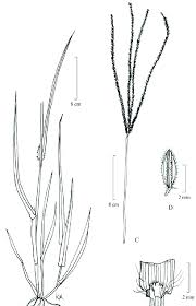 Image result for Diheteropogon