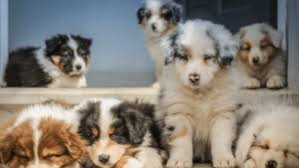 Aussies are smart, trainable, protective, and eager to please. 6 Best Australian Shepherd Rescues For Adoption 2021 We Love Doodles