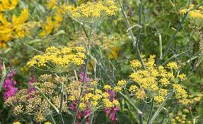 Fenchel Gewurzfenchel Tee Wurz Und Heilkraut Fenchel Pflanzen Graser Im Garten