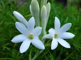 1094 x 1459 jpeg 199 кб. Kraft Seeds Gate Garden Rajnigandha Double Flowering Polianthes Tuberosa Flower Bulbs White 10 Bulbs With 2 Bulbs Buy Online In Samoa At Samoa Desertcart Com Productid 76843318
